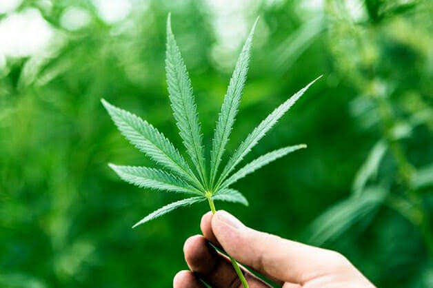 Pernambuco autoriza 1a mãe a cultivar maconha para fins medicinais